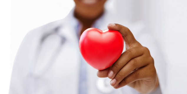 Doctor holding small heart for display